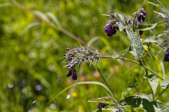 Jardin Botanique de la Bastide-065